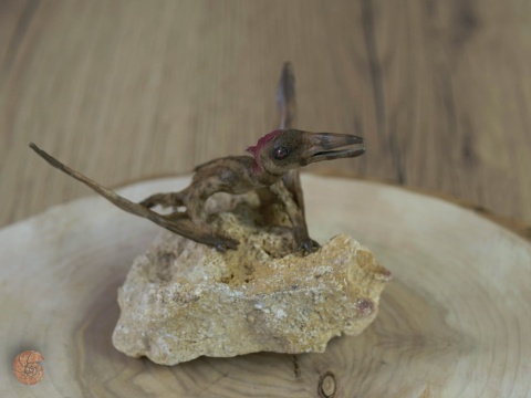 Pterozaur "Nemicolopterus" replika