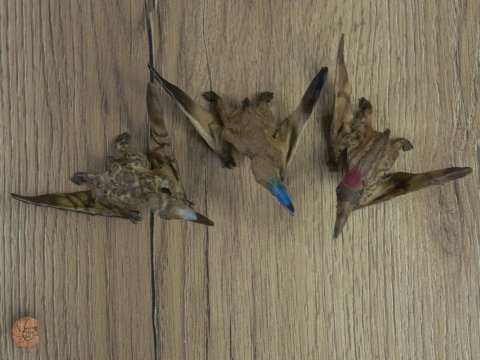 Pterozaur "Nemicolopterus" replika