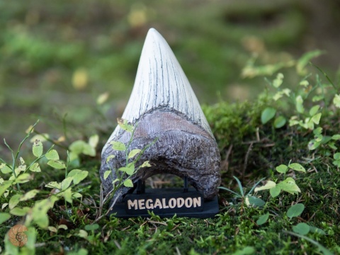 Ząb megalodona - replika