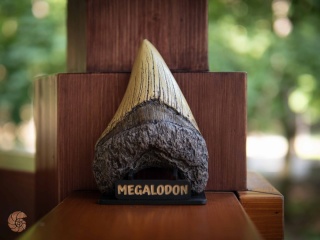 Ząb megalodona - replika