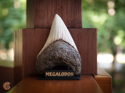 Ząb megalodona - replika