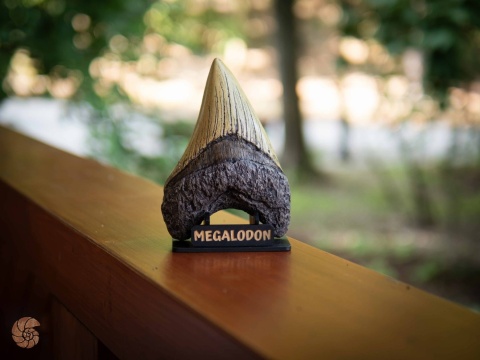 Ząb megalodona - replika