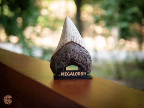 Ząb megalodona - replika