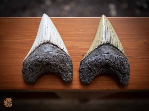 Ząb megalodona - replika