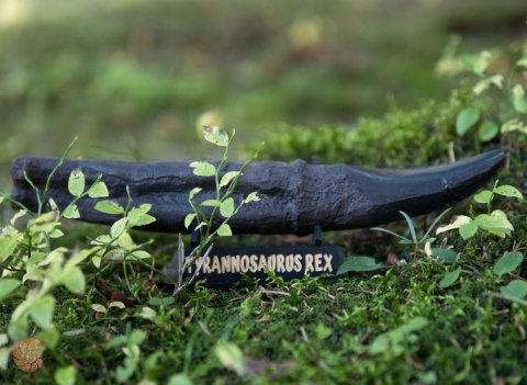 Ząb tyranozaura - replika