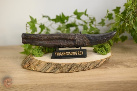 Ząb tyranozaura - replika