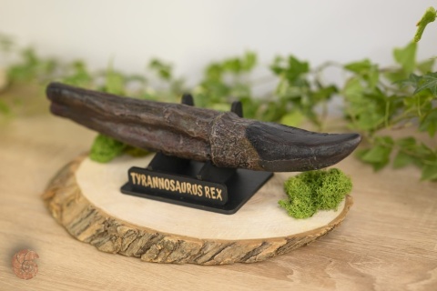 Ząb tyranozaura - replika
