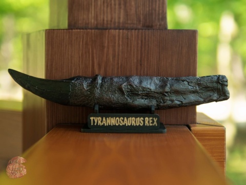 Ząb tyranozaura - replika