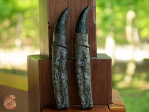 Ząb tyranozaura - replika